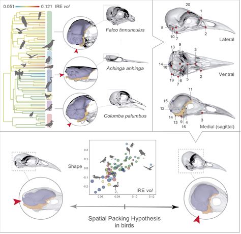 The Psychological Perspective: Avian Beak and the Mind