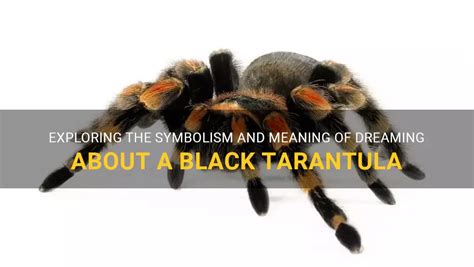 The Psychological Significance of Dreaming of a Black and Yellow Tarantula