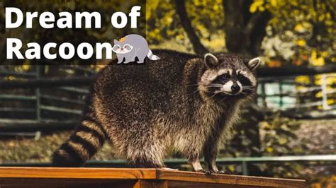 The Psychological Significance of Raccoon Bites in Dreams