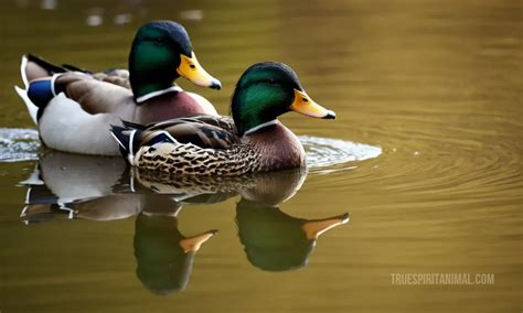 The Psychological and Emotional Significance of a Mallard in a Vision