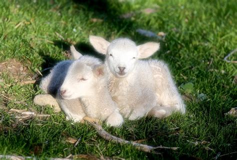 The Pureness and Innocence Embodied by a Precious Newborn Lamb