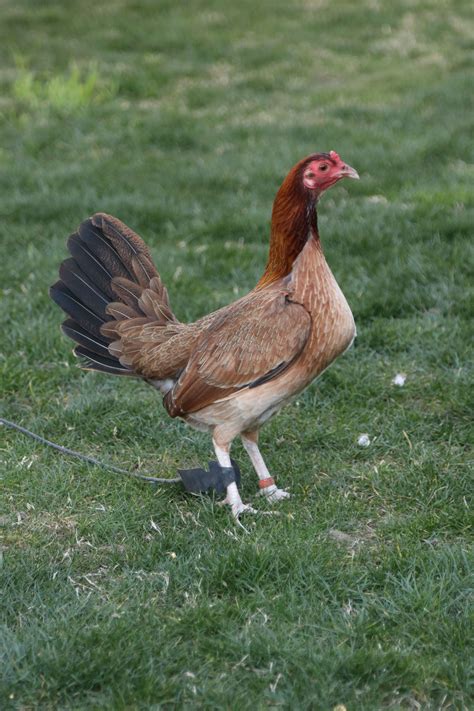 The Pursuit of Hen Acquisition: Exploring the Art of Fowl Captivation