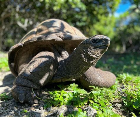 The Pursuit of the Elusive Giant Tortoise