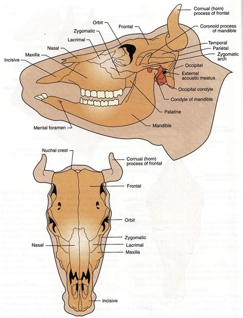 The Puzzle of a Bovine Cranium