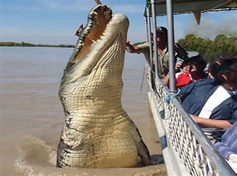 The Puzzling Behaviors and Customs of the Gigantic Crocodilian