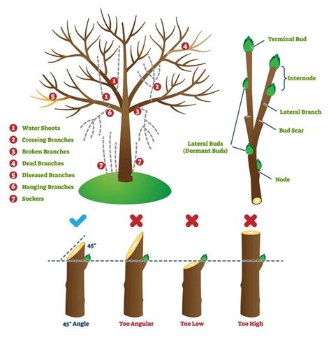 The Puzzling Significance of Pruning Limbs: Delving into its Mysterious Signification