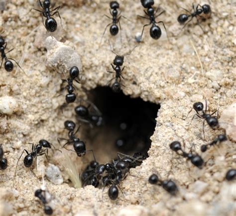 The Queen Ant: Vital for the Survival of the Colony