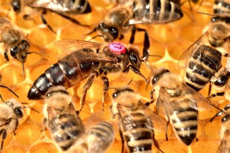 The Queen Bee: The Core of the Colony