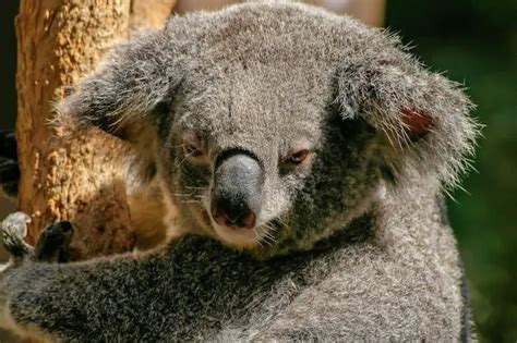 The Rare Occurrence: Real-Life Encounters with Aggressive Koalas