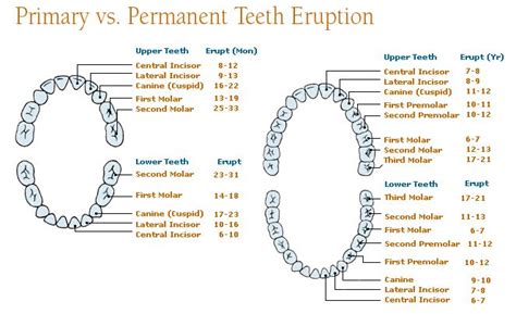 The Relationship Between Dreams of Developing Infant Teeth and Personal Evolution