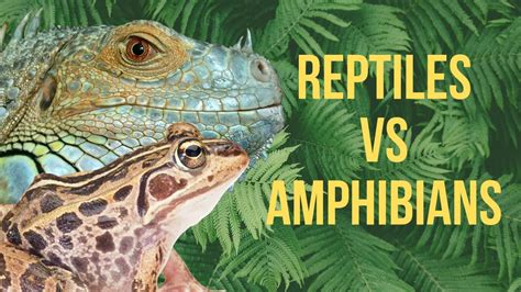 The Relationship between the Amphibian, Reptile, and Individual Experiences