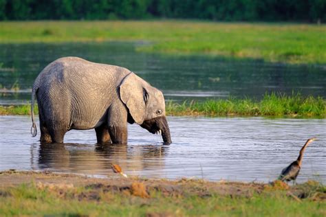 The Remarkable Accommodation of Elephants to an Aquatic Habitat