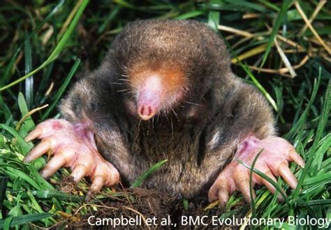 The Remarkable Adaptations of Moles: Masters of Subterranean Living