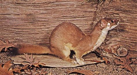 The Remarkable Adaptations of Young Weasels: Their Cunning Methods to Outwit their Prey