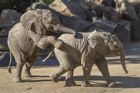 The Remarkable Connection: An Unforeseen Alliance Emerges Between a Pachyderm and Canine Comrade