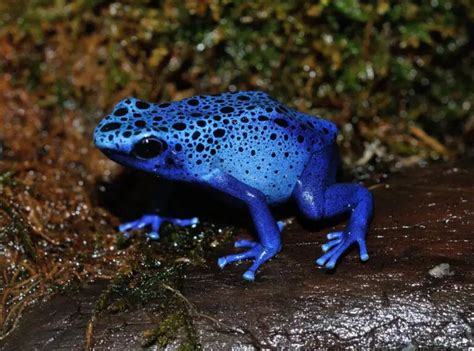 The Remarkable Evolutionary Marvels of Poison Dart Frogs