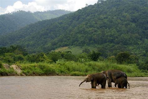 The Remarkable Wildlife Sanctuaries Around the World