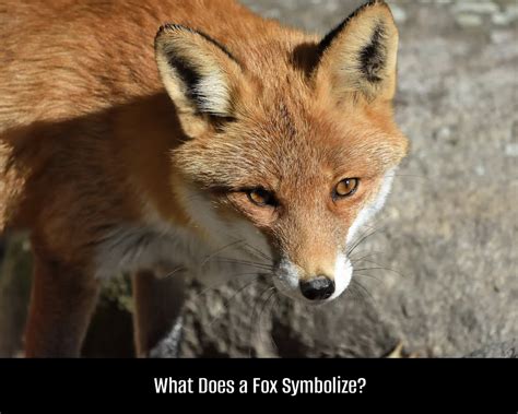 The Resilient and Vulnerable Fox: Exploring its Symbolism