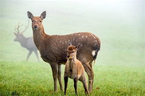 The Revered Role of the Deer in Spirituality: Exploring its Profound Significance