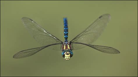 The Richness of Dragonflies: Exploring the Array of Species across the Globe