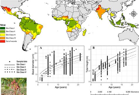 The Role of Climate: Exploring the Optimal Environmental Conditions for Cocoa Trees