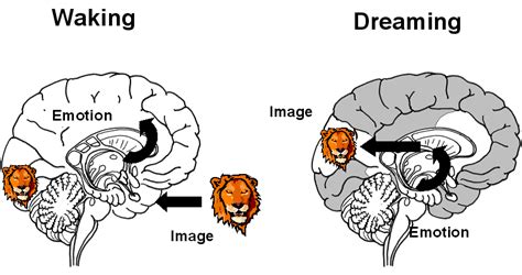 The Role of Emotions in Dreaming About a Close Acquaintance's Theft