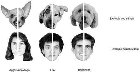 The Role of Emotions in Experiencing Canine Entities Submerged