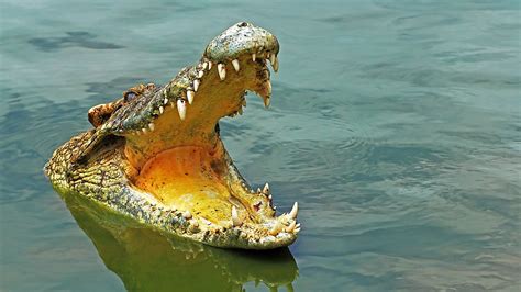 The Role of Enormous Crocodiles in Ecosystems