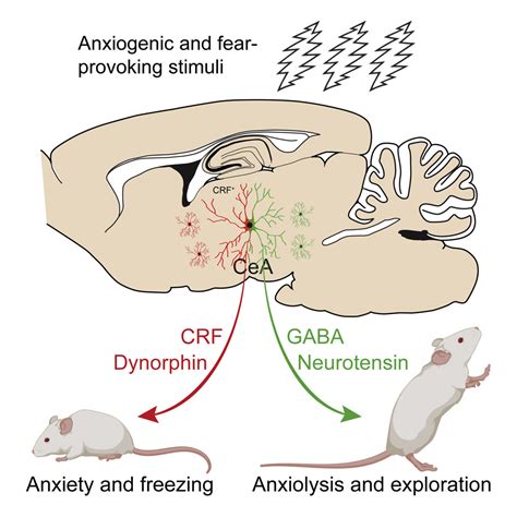 The Role of Fear and Anxiety in Cell Dreamscapes