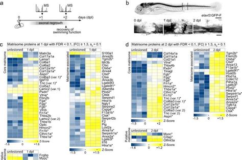 The Role of Genetics: Deciphering the Secrets of Cellular Regeneration