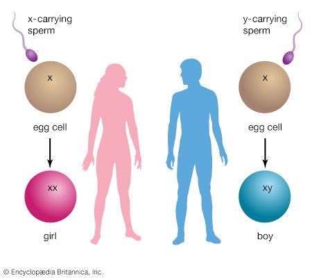 The Role of Genetics in Determining Baby's Gender