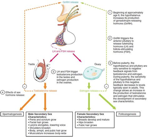 The Role of Hormones in Hand Development