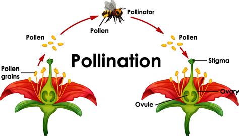 The Role of Magnificent Flies in Pollination and Seed Dispersal