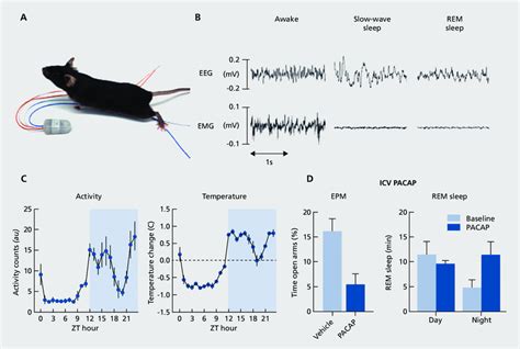 The Role of Sleep in Mice's Perception of Reality: Insights from Visually Impaired Mice's Dream Experience