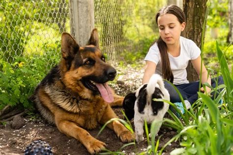 The Role of Socialization: Promoting Harmonious Coexistence between Dogs and Humans