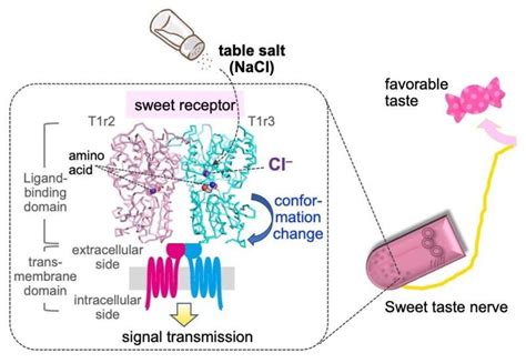 The Role of Sodium: How Salt Impacts our Taste Receptors and Brain