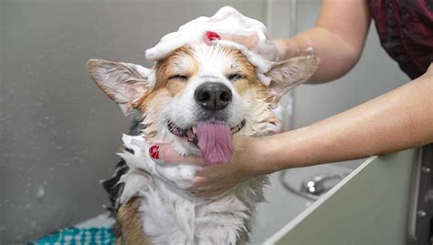 The Role of Water in Dreams Involving Giving Your Canine a Bath