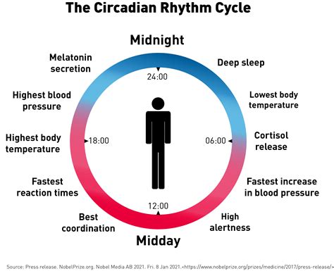 The Science Behind Early Rising: Understanding Circadian Rhythms