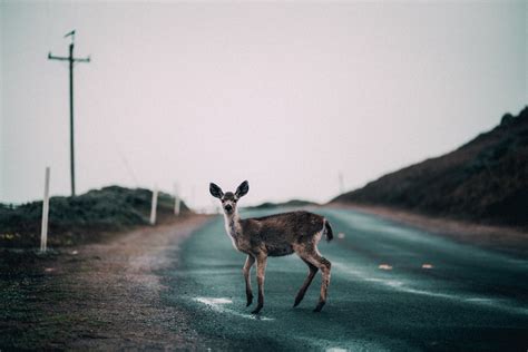 The Science Behind Flight: Can Deer Actually Take to the Skies?