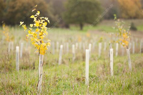 The Science Behind Young Saplings: How Juvenile Trees Impact Our Environment