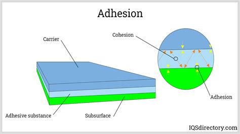 The Science Behind the Phenomenon of Adhesive Reveries