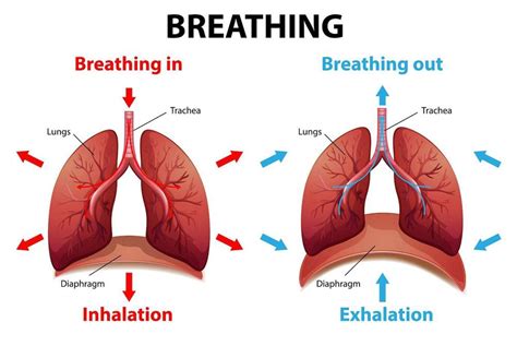 The Science Behind the Power of Proper Inhalation and Exhalation