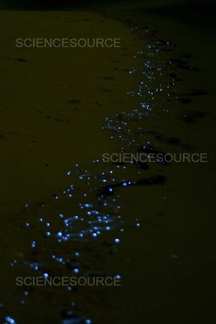 The Science behind Blue Tears: Bioluminescent Organisms