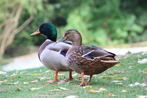 The Science behind Dreaming: How Ducks Invade our Subconscious