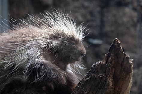 The Science behind the Astounding Effectiveness of the Prickly Mattress