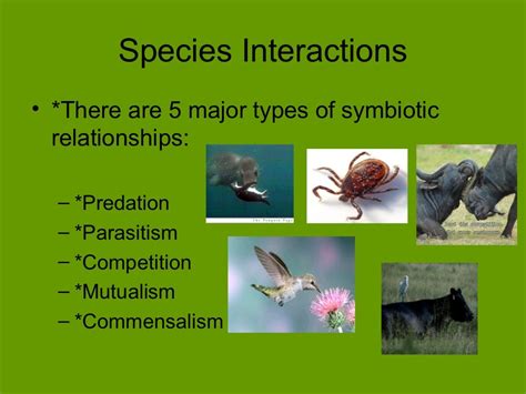 The Scientific Explanation of Animal Interaction through Dream States