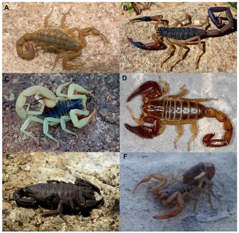 The Scorpion Figure in Diverse Cultural Contexts