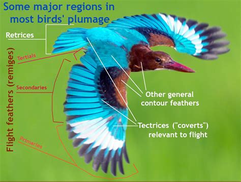 The Search for a Majestic Plumage