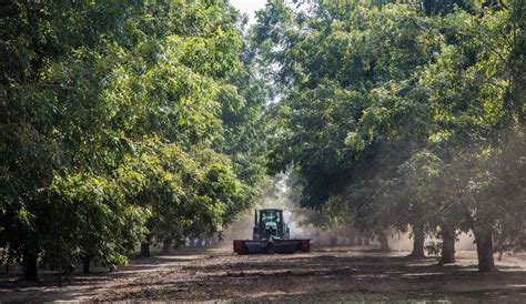 The Sensational Journey: Uncovering the Fascinating Heritage of Pecans