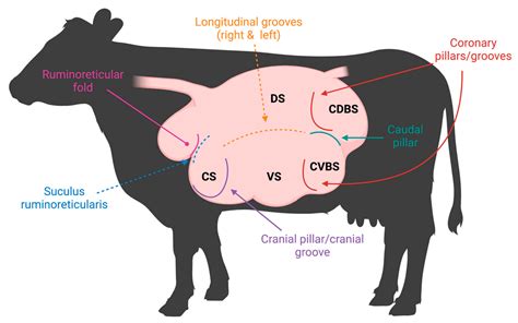 The Significance Behind a Bovine Engaging in Aquatic Body Movement